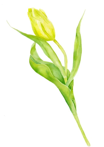 Akvarellmålning Tulip. Gul tulpan på vit bakgrund — Stockfoto