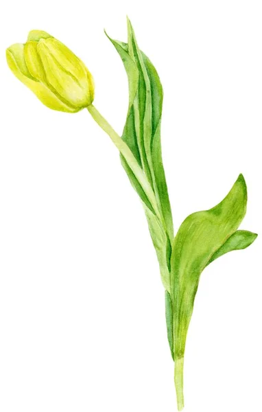 Ζωγραφική με νερομπογιές τουλίπα. Κίτρινη τουλίπα σε λευκό φόντο — Φωτογραφία Αρχείου