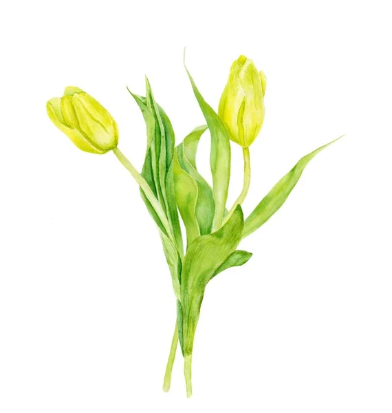 Suluboya resim iki Lale. Sarı Lale beyaz arka plan üzerinde izole.