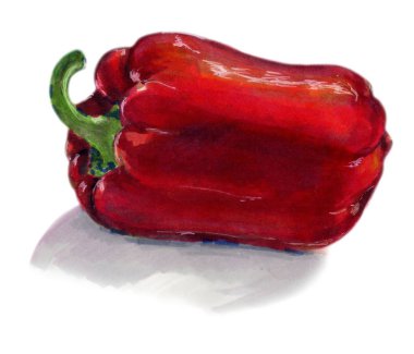 Kırmızı biber. El suluboya resim beyaz zemin üzerine çekilmiş.,
