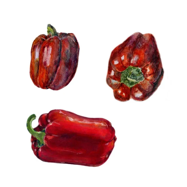 Roter Paprika. handgezeichnete Aquarellmalerei auf weißem Hintergrund, biologische Lebensmittelillustration. — Stockfoto