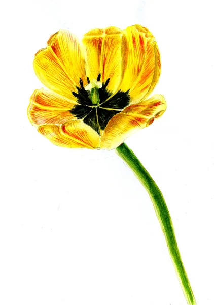Pintura acuarela Tulipán. Tulipán aislado amarillo sobre fondo blanco — Foto de Stock