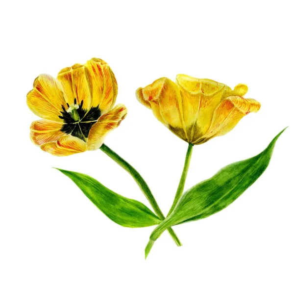 Conjunto de pintura aquarela de tulipas. Amarelo isolado tulipa no fundo branco — Fotografia de Stock