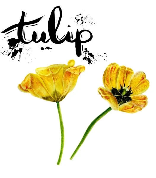 Twotulips の水彩画セット。黄色は、白い背景のチューリップを分離 — ストック写真