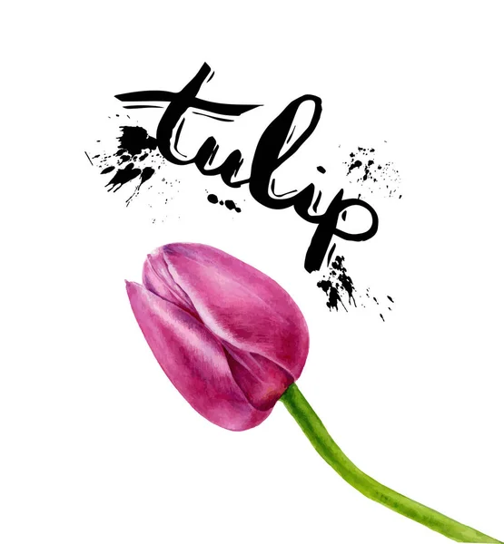 Τουλίπες διάνυσμα ζωγραφική με νερομπογιές. Ροζ Tulip απομονώνονται σε λευκό φόντο — Διανυσματικό Αρχείο