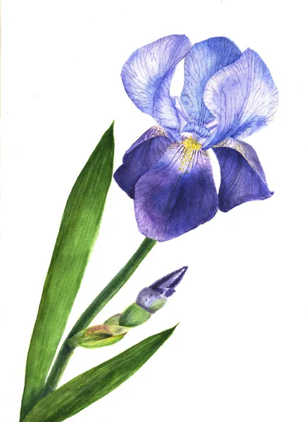 Akvarell illustration lila iris blomma växt. Wildflower iris blomma i akvarell stil isolerade. — Stockfoto