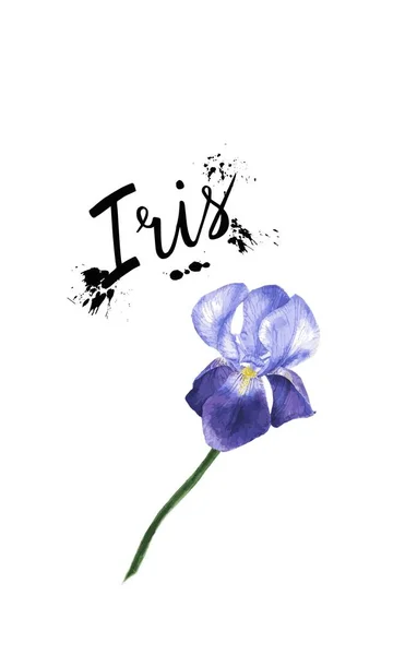 Vector Acuarela ilustración púrpura iris flor planta. Flor de iris de flor silvestre en un estilo de acuarela aislado . — Vector de stock