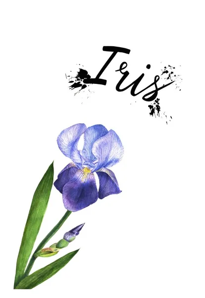 Akvarell illustration lila iris blomma växt. Wildflower iris blomma i akvarell stil isolerade. — Stockfoto