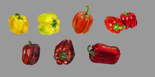 Set aus gelbem und rotem Paprika. handgezeichnete Aquarellmalerei auf grauem Hintergrund, Bio-Lebensmittel-Illustration. — Stockfoto