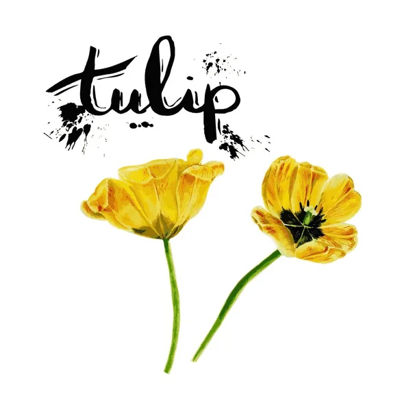 Ζωγραφική με νερομπογιές σύνολο twotulips. Διάνυσμα κίτρινο Tulip απομονώνονται σε λευκό φόντο — Διανυσματικό Αρχείο