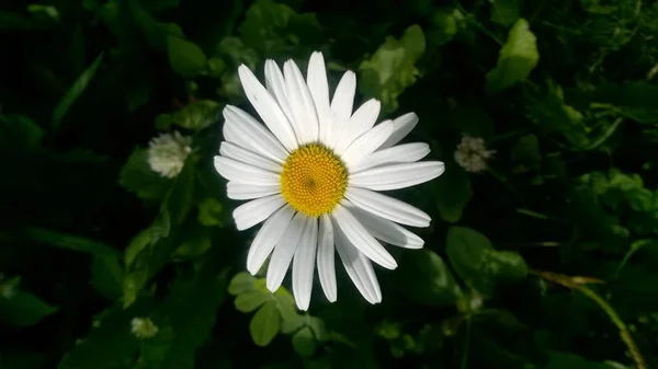 Daisy portre. Beyaz papatya çim. — Stok fotoğraf