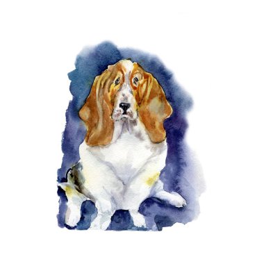 Suluboya köpek - 2018 sembolü. Bir Basset hound çizimi