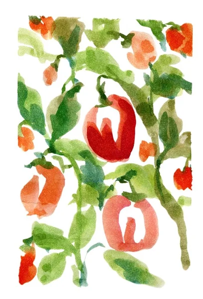 Ręcznie rysowane szkice akwarela pomidory — Zdjęcie stockowe