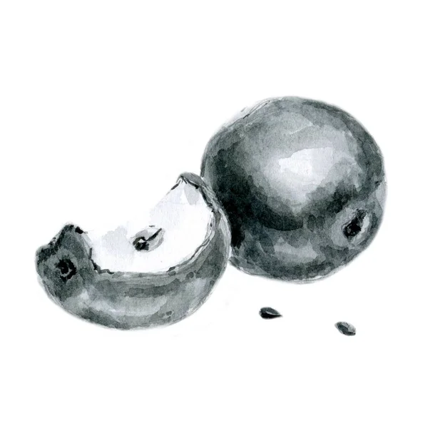 Акварель чорно-білих ескіз яблуко. Шматочок яблука. Ізольована Apple і фрагмент — стокове фото