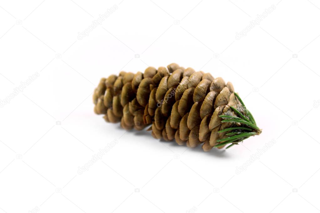 Brown fir cone on white background