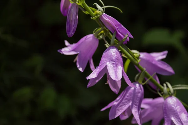 Branch of Blooming blue Creeping bellflower or rampion bellflower . Campanula rapunculoides close up