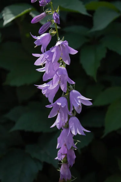 Branch of Blooming blue Creeping bellflower or rampion bellflower . Campanula rapunculoides close up