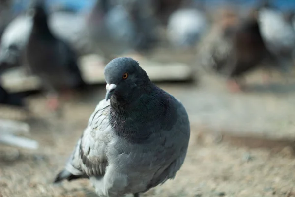 Κοντινό Οικόσιτο Περιστέρι Columba Livia — Φωτογραφία Αρχείου