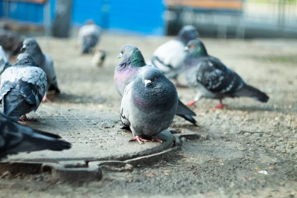 Una Paloma Doméstica Columba Livia Cerca — Foto de Stock