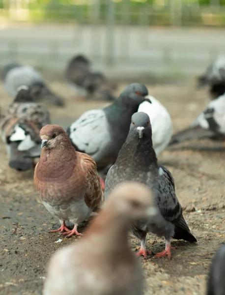 Dove. Merpati biasa atau merpati liar. Tutup.. — Stok Foto