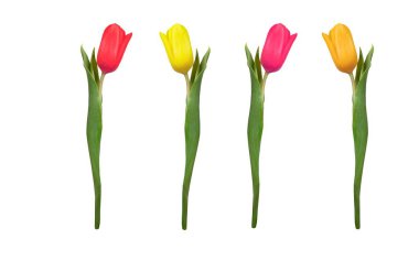 Beyaz arka planda güzel, izole laleler..