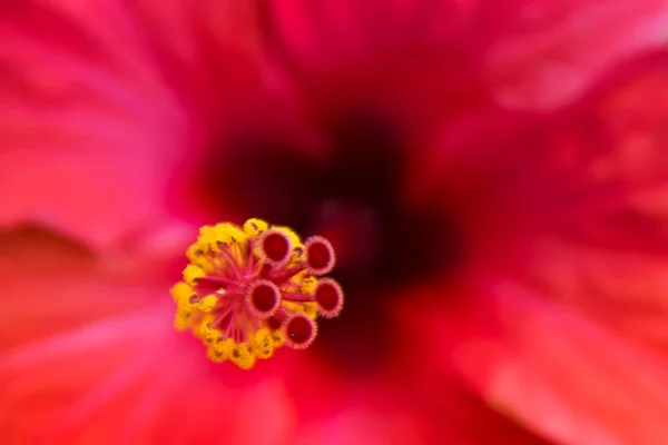 Güzel kırmızı çiçek stamens ve havaneli ile