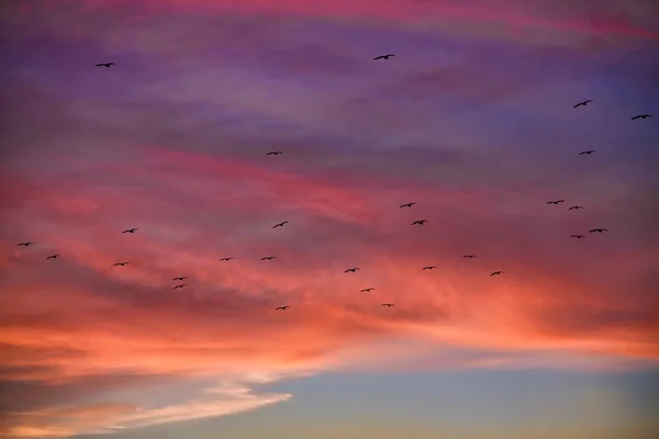 Günbatımı bir gökyüzü kuşlarda silüeti