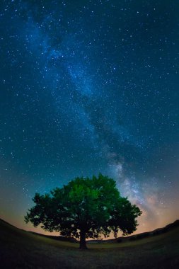 Samanyolu bir yıldızlı gece yalnız bir ağaç üzerinde