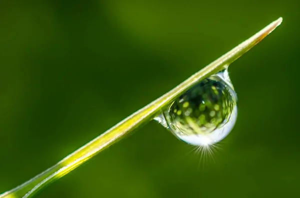 Druppel Water Een Draad Gras Met Lichtstralen — Stockfoto