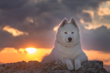 Güzel beyaz samoyed köpek ayakta bir kayaya günbatımı ışık