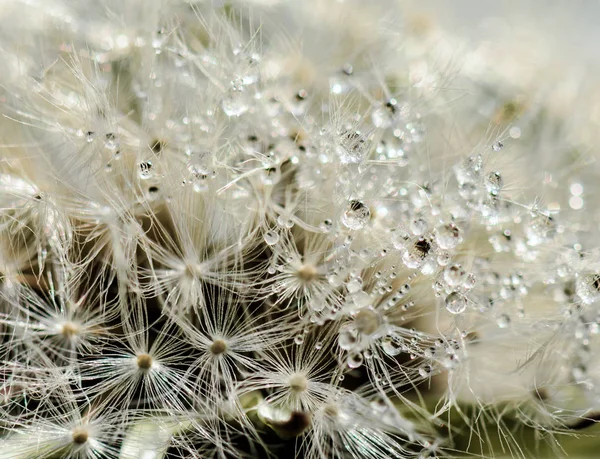 Temiz su ile bir karahindiba closeup damla