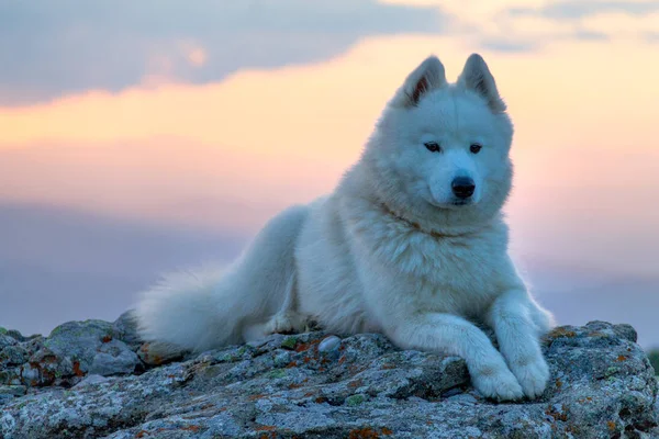 美丽的白色萨摩耶狗站在岩石上的夕阳光 — 图库照片