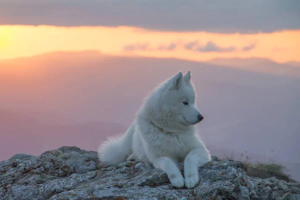 美丽的白色萨摩耶狗站在岩石上的夕阳光 — 图库照片