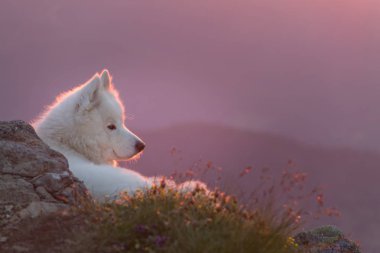 Güzel beyaz samoyed köpek ayakta bir kayaya günbatımı ışık