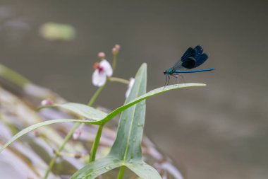 Güzel bir yeşil ve mavi bir çiçek yaprakları üzerinde dinlenme yusufçuk closeup