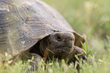Çim, Macin Dağları, Dobrogea büyük teşvik butlu kaplumbağa (Testudo graeca)