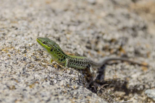 Schöne Grüne Eidechse Mit Schwarzen Flecken Auf Verschwommenem Felsigem Cremigem — Stockfoto