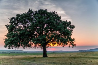 Yeşil bitki örtüsü, büyük yalnız bir ağaç ve bir mavi günbatımı gökyüzü bulutlu, Dobrogea, Romanya güzel manzara