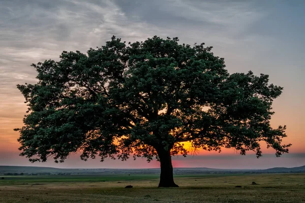 Yeşil bitki örtüsü, büyük yalnız bir ağaç ve bir mavi günbatımı gökyüzü bulutlu, Dobrogea, Romanya güzel manzara