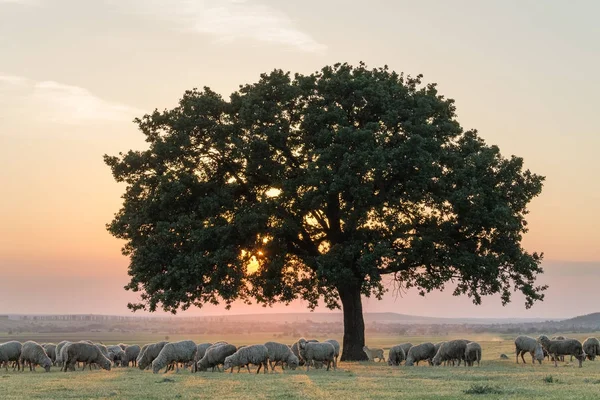 Bir sürü koyun ve altın saat, Dobrogea, Romanya ayarı ışığında büyük bir yalnız ağacı ile güzel kırsal manzara
