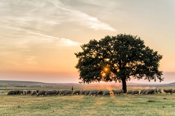 Bir sürü koyun ve altın saat, Dobrogea, Romanya ayarı ışığında büyük bir yalnız ağacı ile güzel kırsal manzara