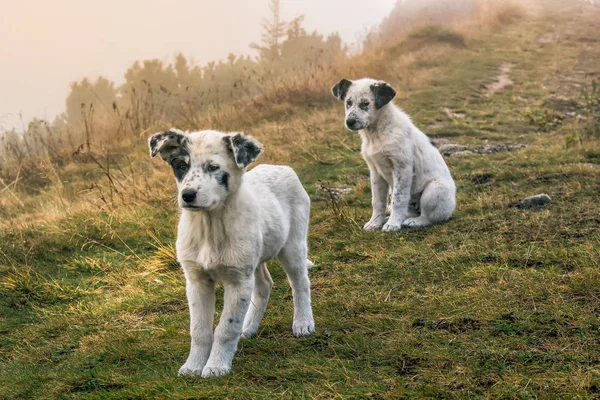 Dois Lindos Cachorros Brancos Montanha Com Manchas Pretas Ceahlau Mountains — Fotografia de Stock