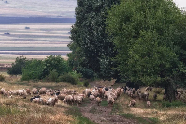 Bir sürü koyun, Dobrogea, Romanya ile yeşil kırsal manzara