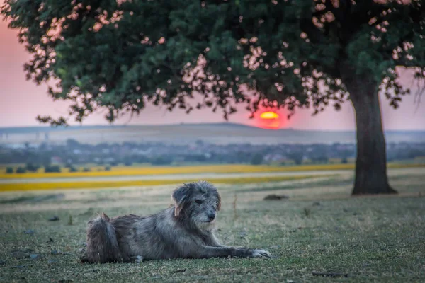 Cute stray dog watching a beautiful sunset near a big oak tree,Dobrogea, Romania