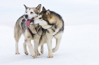 Birbirini seven Sibiryalı kurt köpekleri ve öküzler öpüşüyor, Tusnad, Romanya
