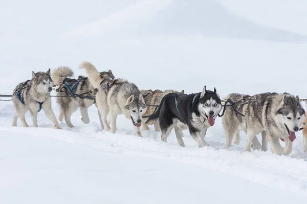 犬ぞりレースのコンテスト トスナド ルーマニアに参加するシベリアのハスキーとマラマットのパック — ストック写真