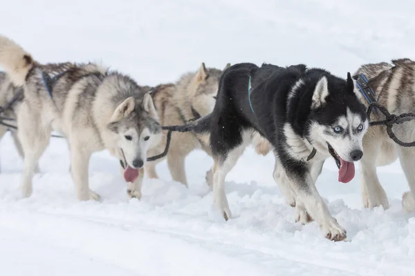 犬ぞりレースのコンテスト トスナド ルーマニアに参加するシベリアのハスキーとマラマットのパック — ストック写真