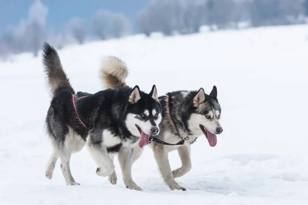 犬ぞり競技会に参加するシベリアのハスキーとマラマット トスナド ルーマニア — ストック写真