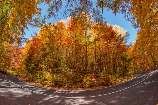 Gyönyörű Kilátás Egy Erdőre Fákkal Lombozattal Őszi Levelek Sfanta Ana — Stock Fotó