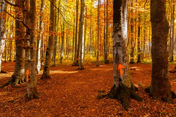 Hermosa Vista Bosque Con Árboles Follaje Hojas Otoño Sfanta Ana — Foto de Stock